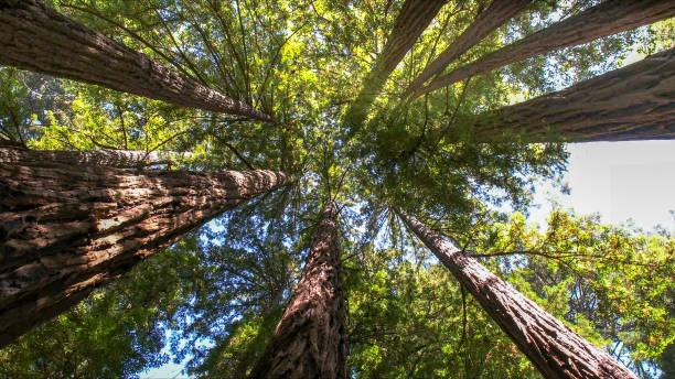 Best Tree Stump Removal  in Des Moines, WA